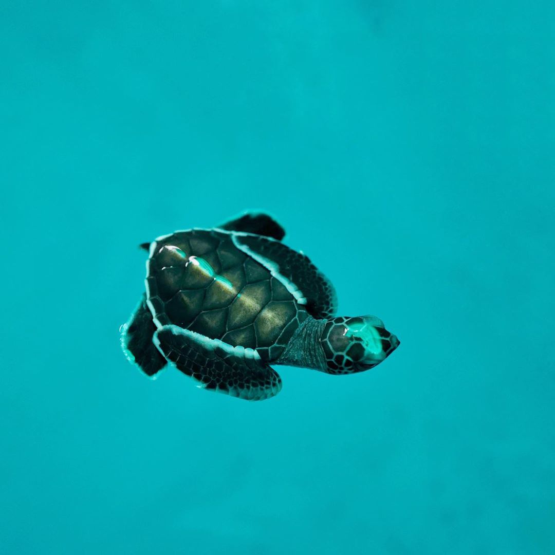 Green sea turtle (Penang, Malaysia)